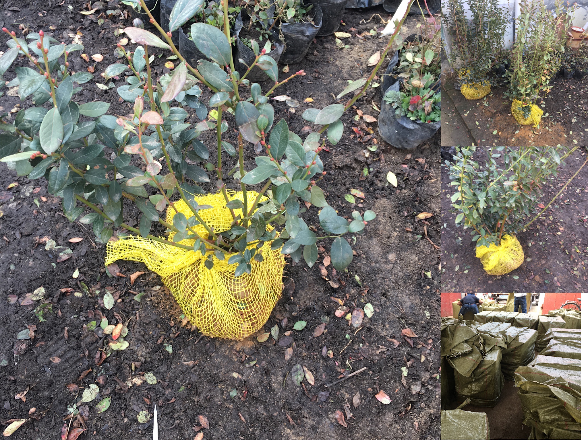 蓝莓冬季根系保护措施示意图