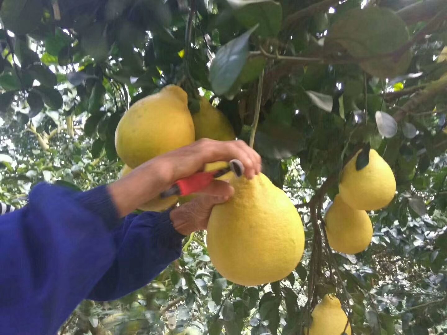 农户采摘沙田柚场景