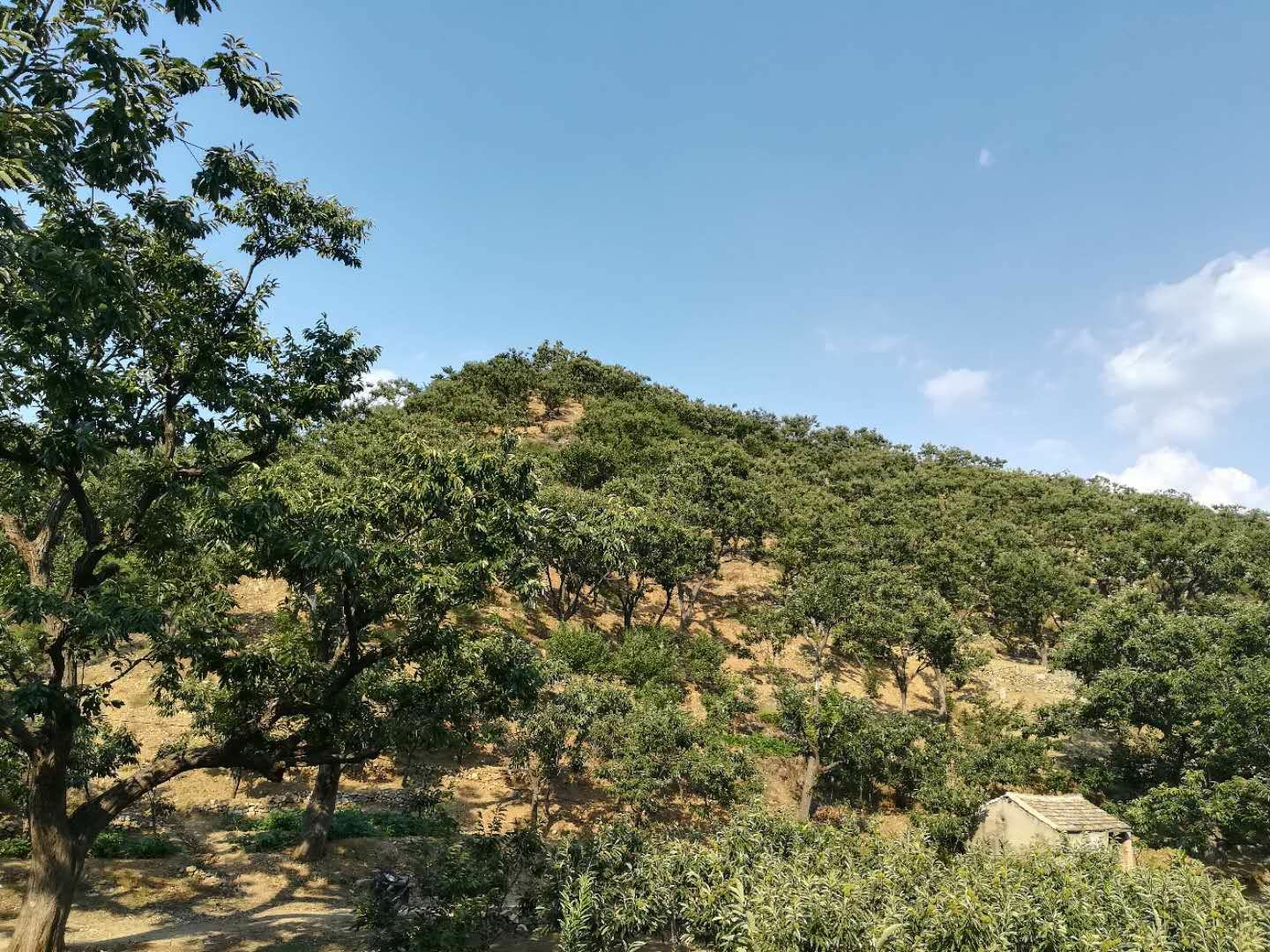 怀柔山区栗子树成片种植景象