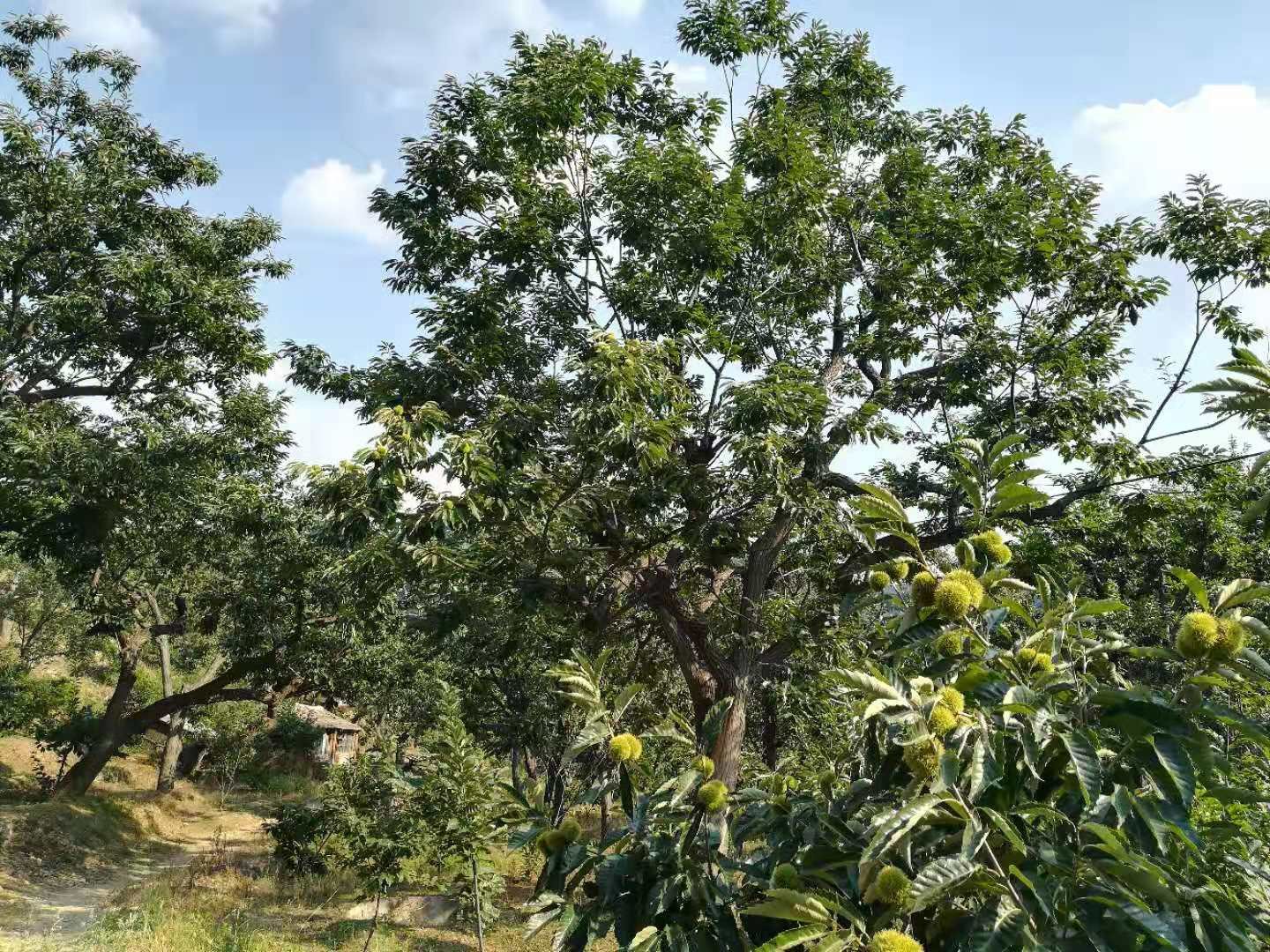 秋季燕山深处迁西板栗林航拍图:层叠山峦间,成片百年板栗古树挂满带刺青褐色总苞,地面散落自然开裂后露出棕红油亮生栗子,农民身着蓝布衣帽正俯身捡拾,背景可见雾气缭绕的远山与传统石砌梯田,展现原生态采收场景 迁西板栗林秋季丰收实景