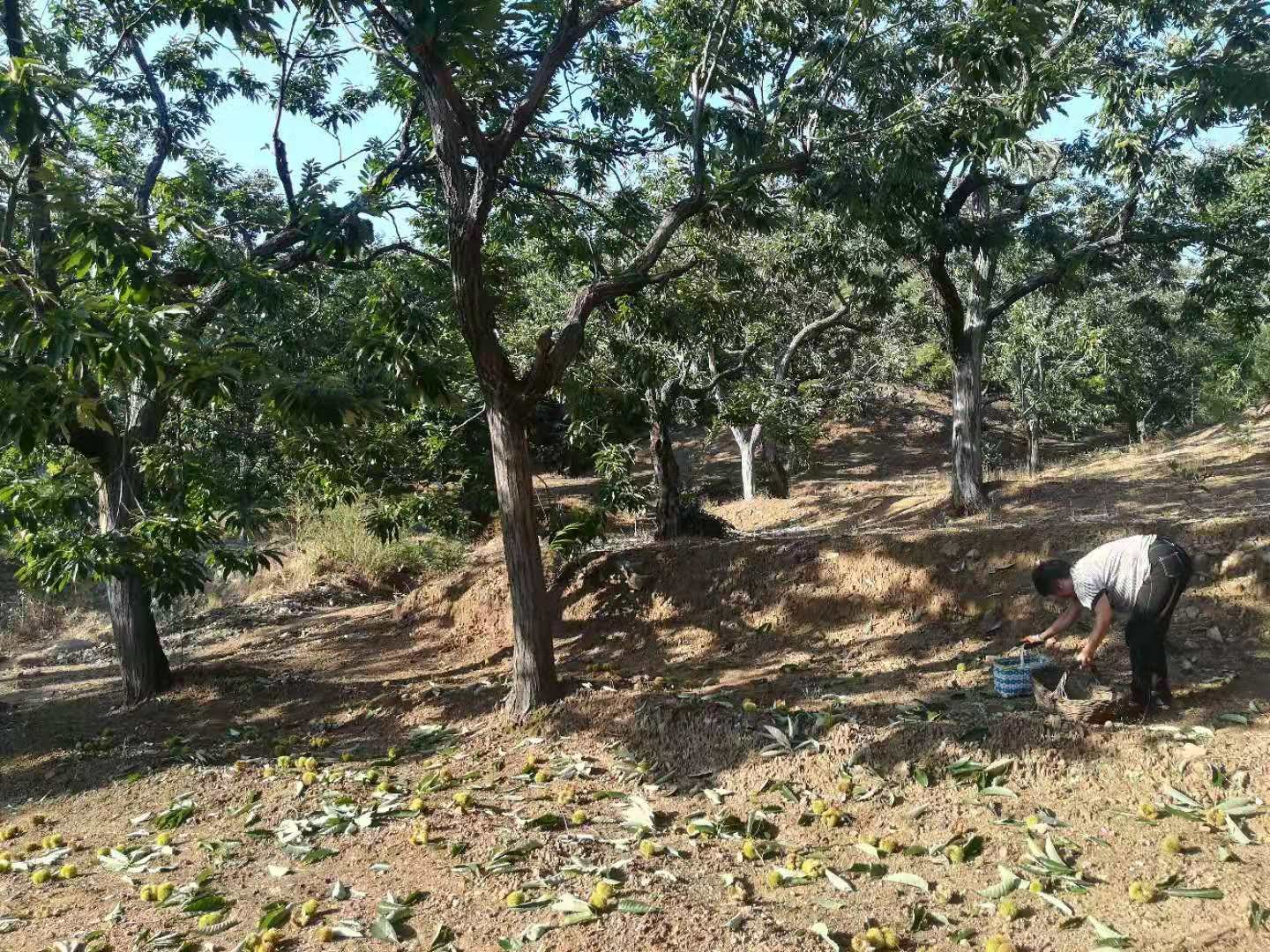 迁西山区成片的板栗林，秋季树叶泛黄，农户正在树下捡拾掉落的板栗，远处有梯田状的种植带