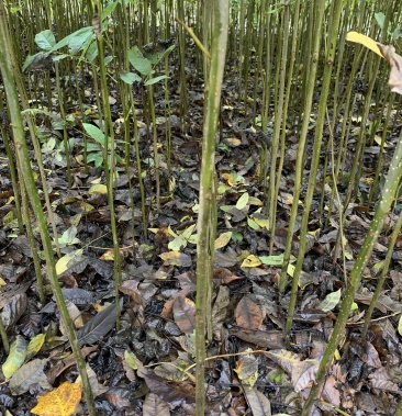 基地直銷優質青錢柳(搖錢樹)樹苗,價格實惠,量大價優