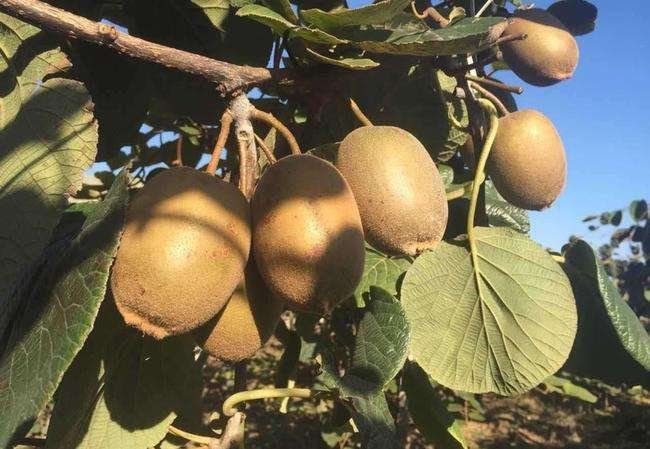 金艳猕猴桃果园实景图