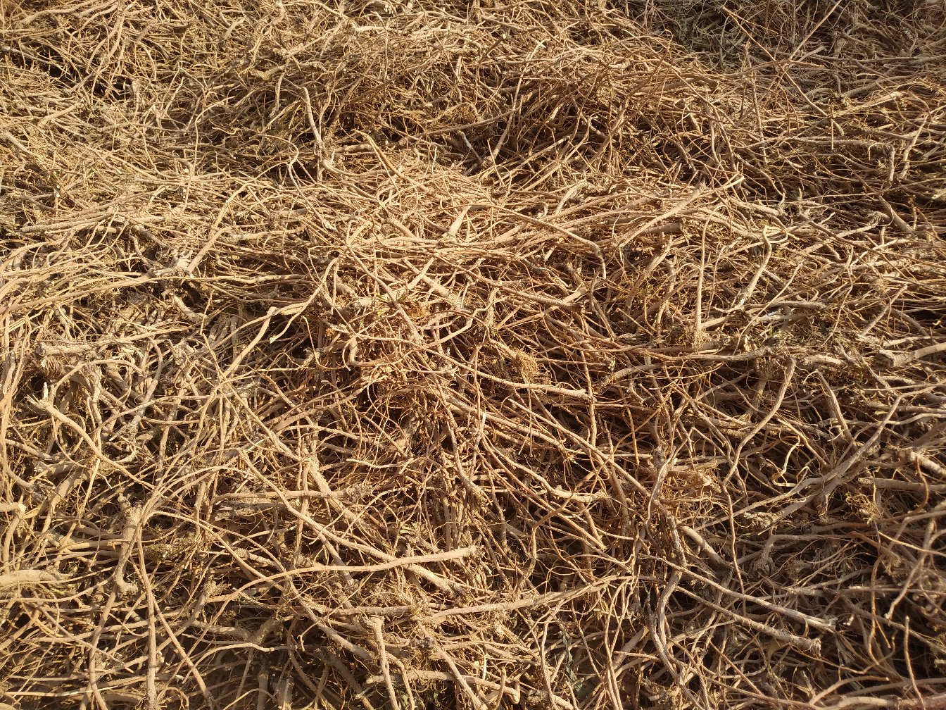 一株生长中的北柴胡植物,茎直立,叶线形至线状披针形,顶部开花呈伞形花序;旁边摆放干燥后的北柴胡根条,呈圆柱形,表面黄褐色,有纵皱纹,质地坚韧,断面纤维性明显,外皮浅棕色,中心淡黄色 北柴胡植株与干燥药材特写