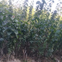 酸梅子苗，嫁接苗，南北方都可以种植，苗子漂亮