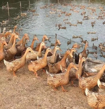 [鸭批发]老母鸭价格38.00元/个 - 一亩田