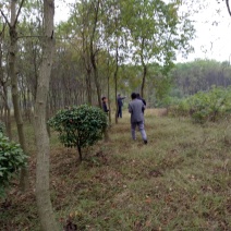 乌桕，乌桕价格河南潢川苗木基地乌桕价格。