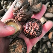 香菇干香菇实图拍摄