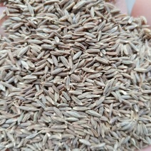 印度进口孜然粒孜然粉欧标995干净足干无杂颗粒大