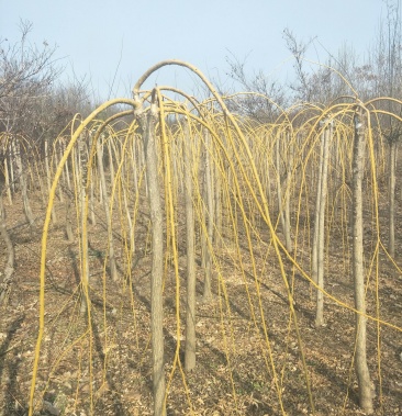 金枝垂槐金枝龙爪槐黄金倒槐龙爪槐槐树黄金垂槐