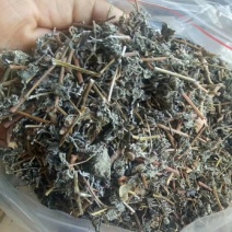 藤茶