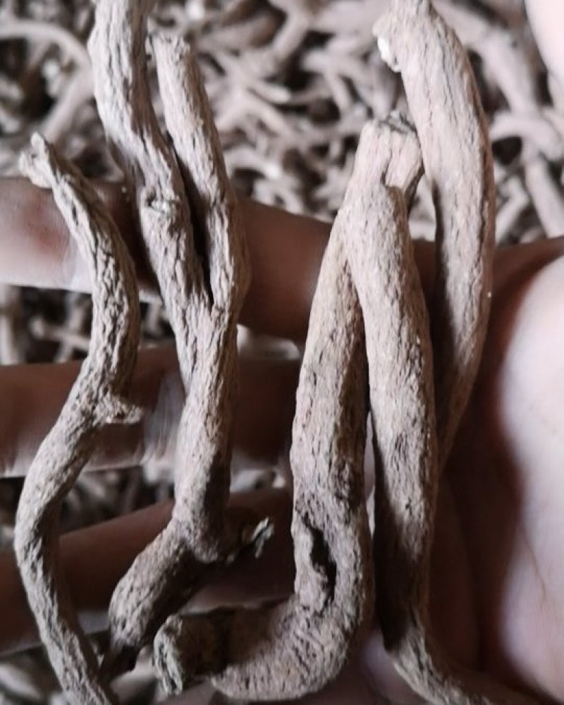 云南野生中药材紫金龙