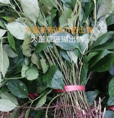 [草珊瑚批发]草珊瑚小苗价格0.30元/棵 - 一亩田