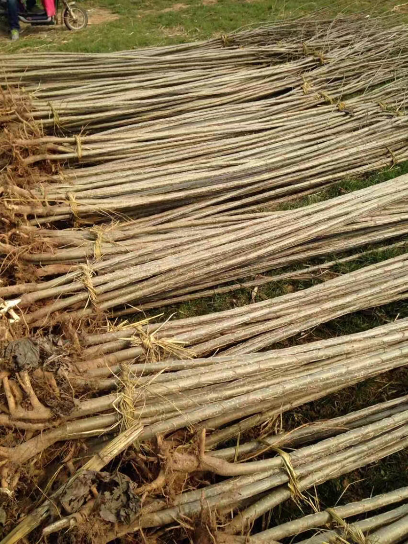 一亩地杨树种植十年卖多少钱?(杨树一亩地能栽多少棵大概能卖多少钱)