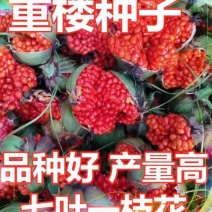 重楼种子（高杆大叶，矮杆多牙）全国包邮，量大优惠