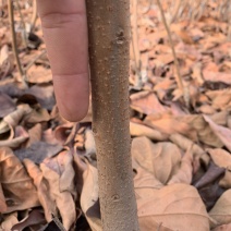 精品二年苗柿树，梨树品种多质量高，欢迎选购