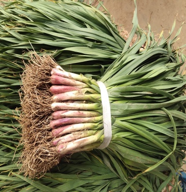 湖北当阳红皮蒜苗大量上市