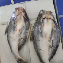 巴沙鱼