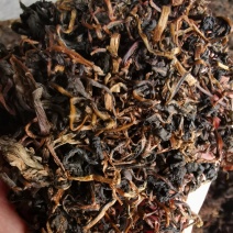 蒲公英茶新鲜蒲公英发酵红茶一件代发