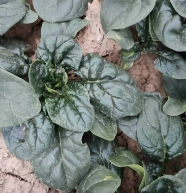河南杞县通许趴地黑小圆叶菠菜大量上市欢迎各位老板采购