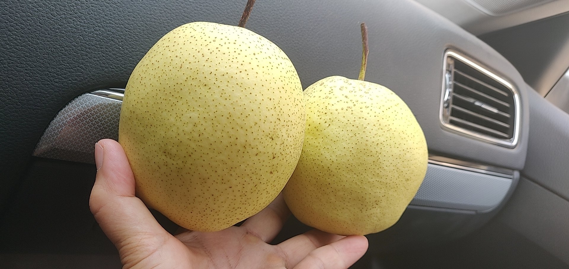 一颗表面粗糙、呈黄褐色的小型梨形果实,果皮有明显斑点和凹凸纹理,切开后果肉颜色偏白但质地较硬,周围摆放几片枯叶,背景为山林环境,突出其野生属性 安梨果实特写