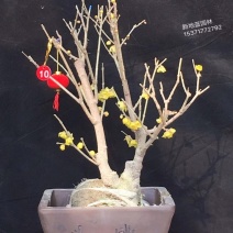 腊梅桩，蜡梅树，丛生腊梅，独杆腊梅，梅花