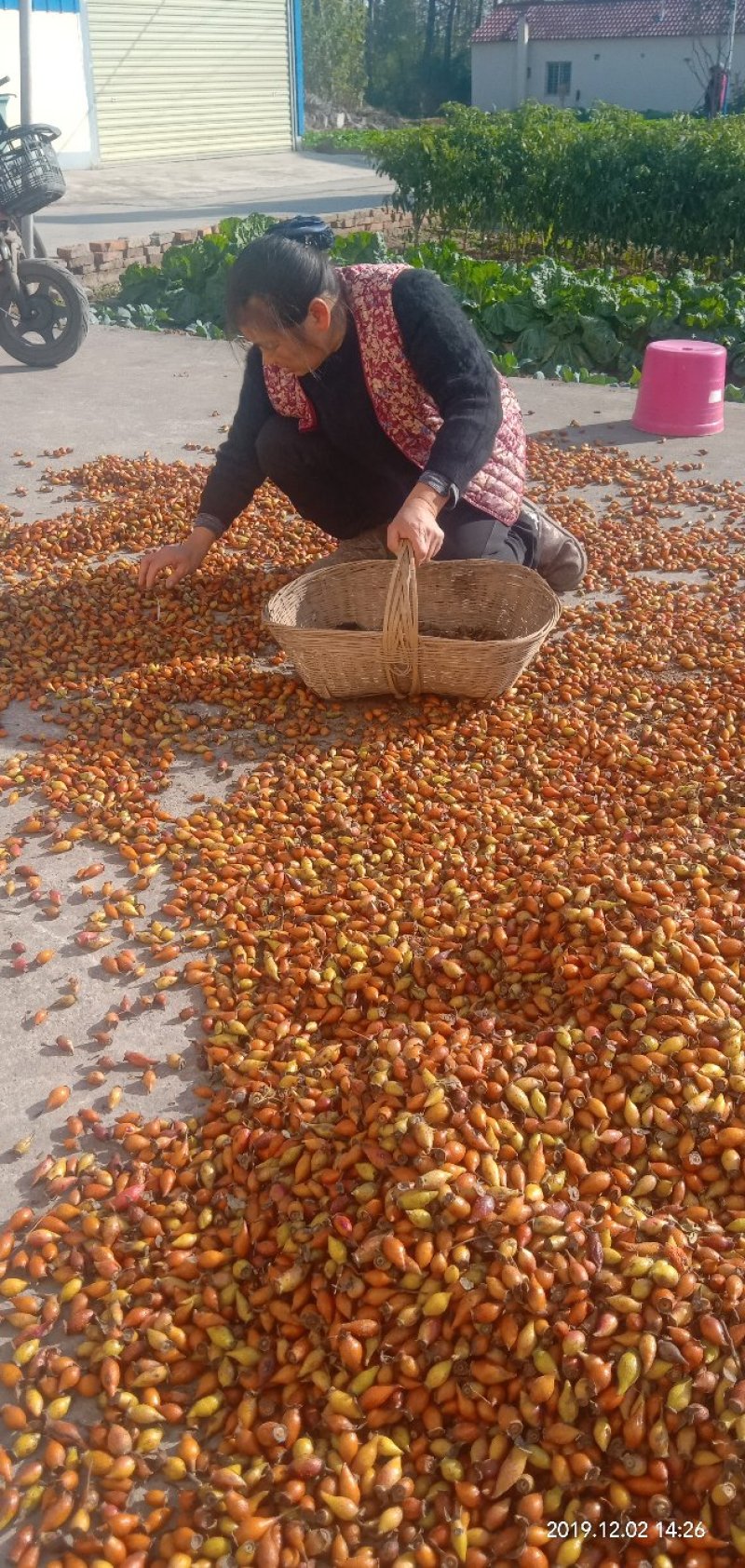金樱子,野生刺果子纯野生