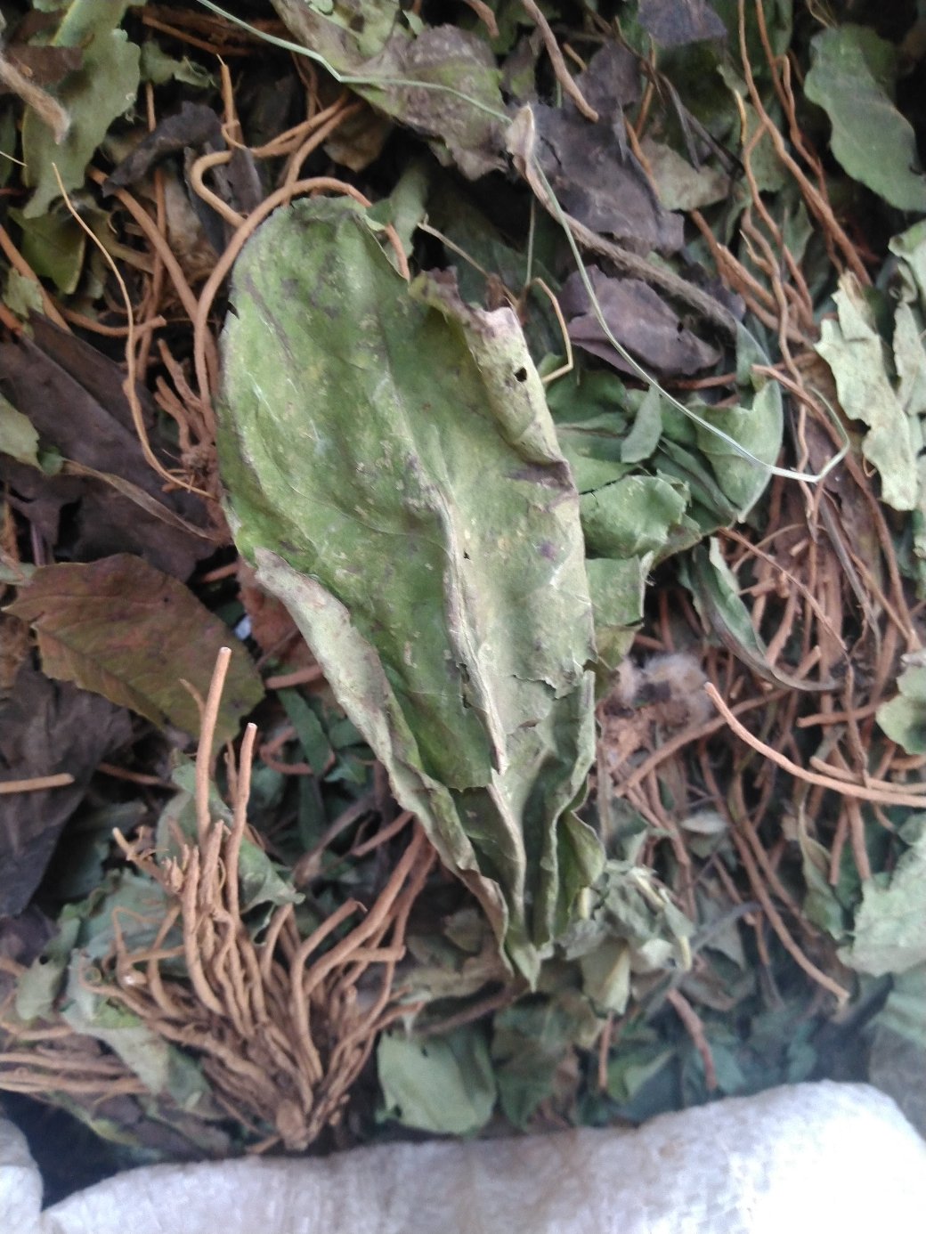 [毛大丁草批发]野生毛大丁 白头翁一支箭,兔耳风,自然风干,没水洗价格