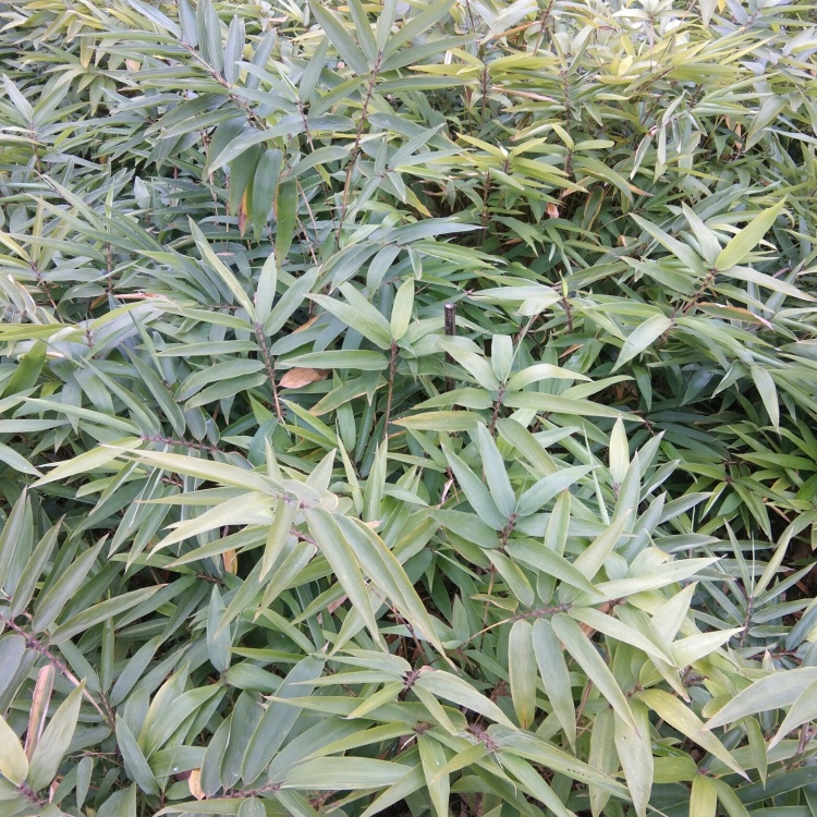 楠竹苗出售两年苗优品竹苗