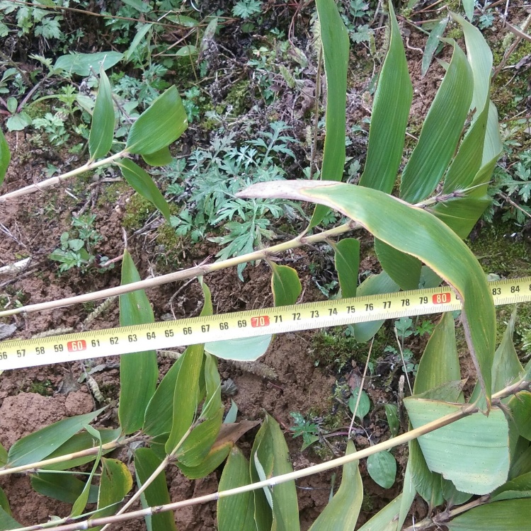 [竹苗批发]楠竹苗出售 两年苗 优品竹苗价格1.50元/棵 - 一亩田