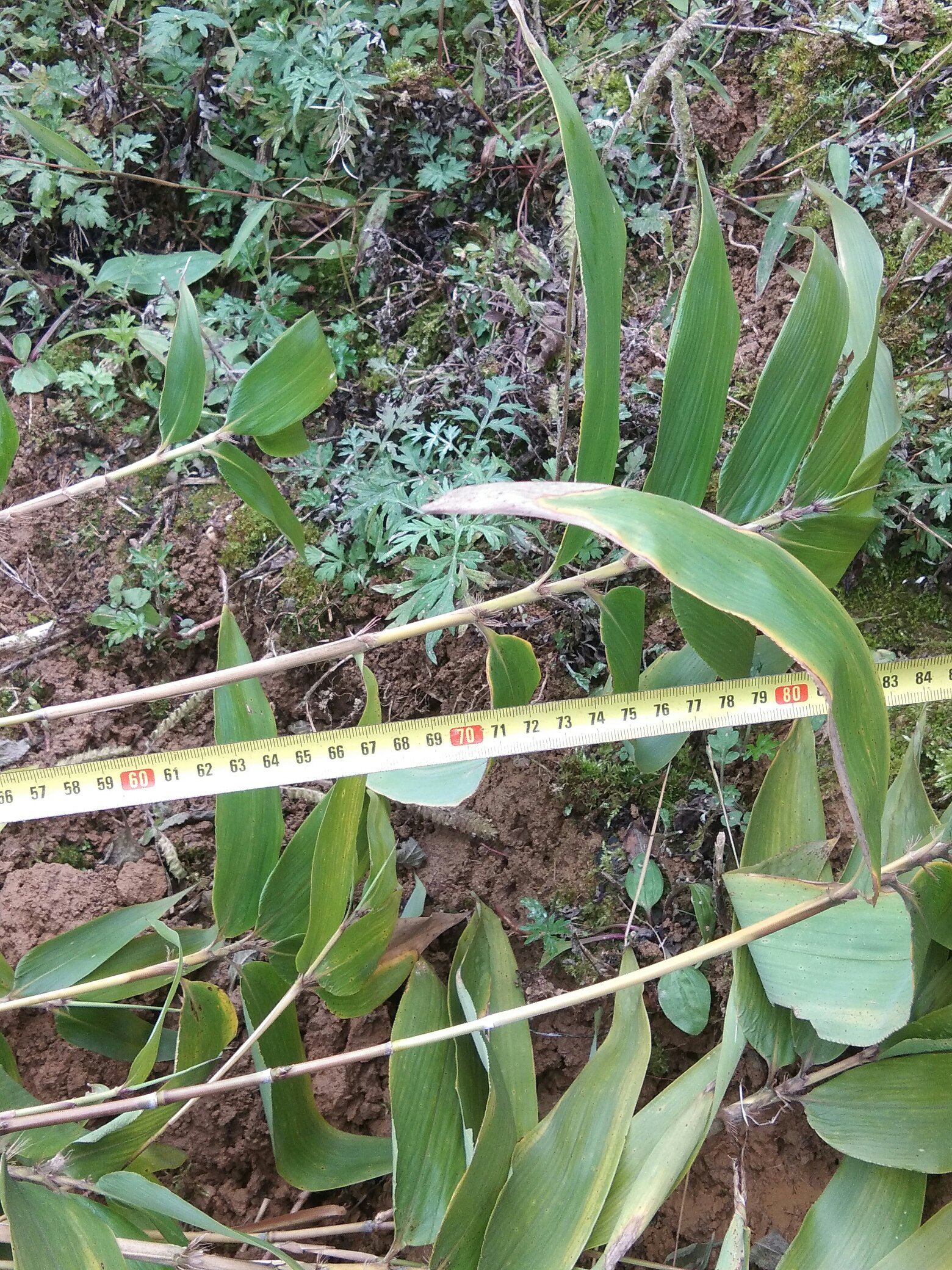 楠竹苗出售两年苗优品竹苗