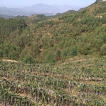 千亩以上山地转包或合作经营
