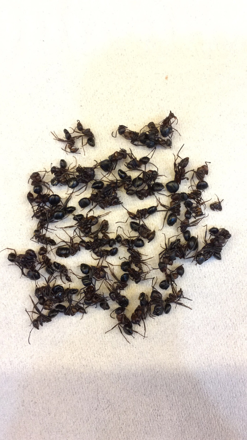 长白山野生黑蚂蚁泡酒黑蚂蚁