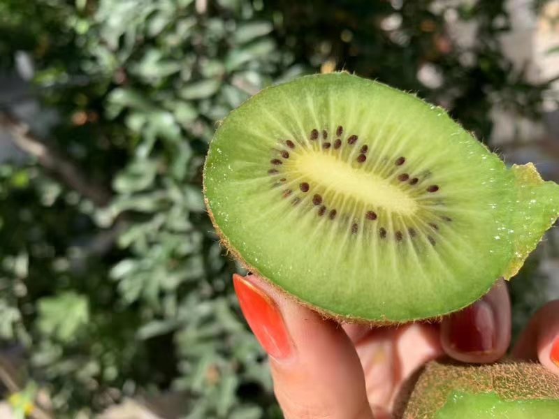 不同绿心猕猴桃品种对比图