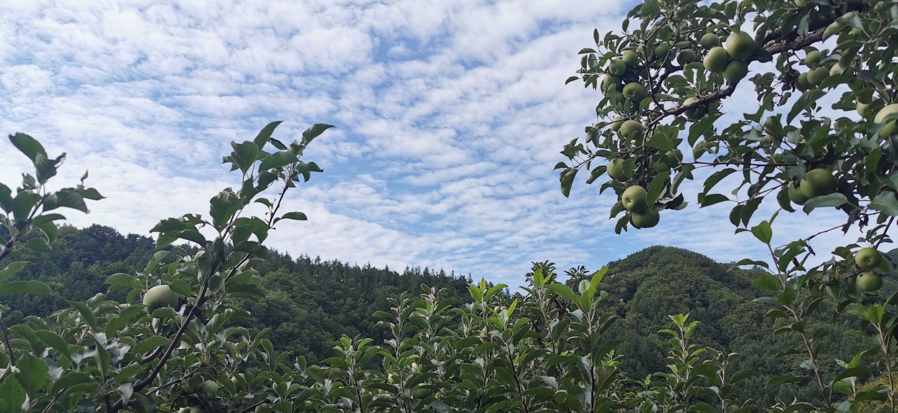一位老人在果园中采摘国光苹果