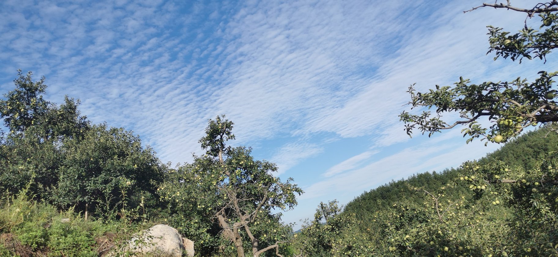 一片整齐的国光小苹果果园,阳光洒在挂满红润小苹果的枝头,果树采用矮化密植模式,果农正在田间巡查,背景为丘陵地形与蓝天白云 国光小苹果果园实景图