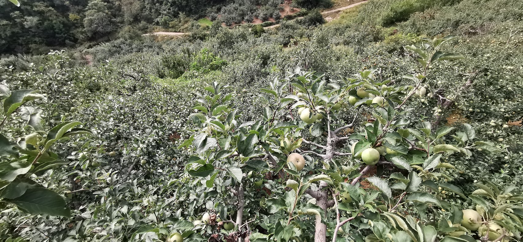 一片秋季的国光苹果园,树木整齐排列,枝头挂满黄绿色带红晕的国光苹果,地面覆盖落叶,农民正在手工采摘果实,阳光透过树叶洒下斑驳光影,展现传统农耕与自然和谐共生的画面 国光苹果果园实景