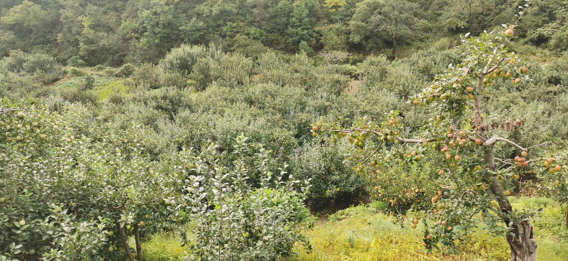 一棵结满果实的国光苹果树,树冠茂密,枝头挂满青红色相间的苹果,背景为秋日阳光下的北方果园,地面覆盖落叶,呈现出丰收景象 国光苹果树在秋季果园中的实景