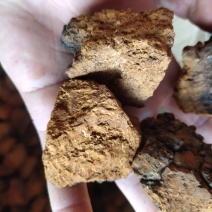 桦树茸选东北货，关书药业批发中药材规格齐全量大从优