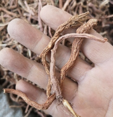 云南野生竹叶防风云防风北防风甘肃防风