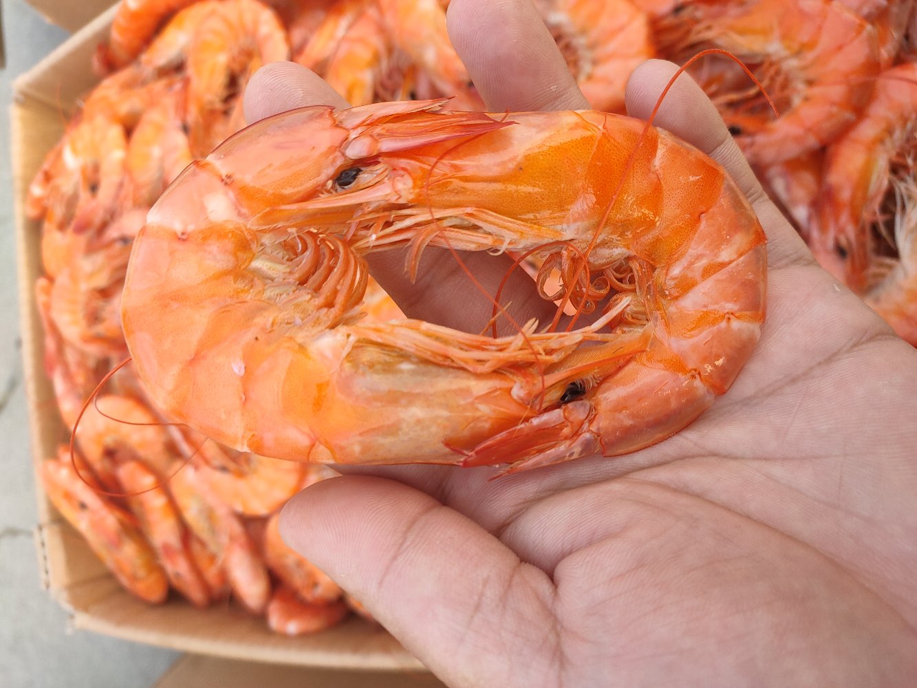 红爪对虾成体特写