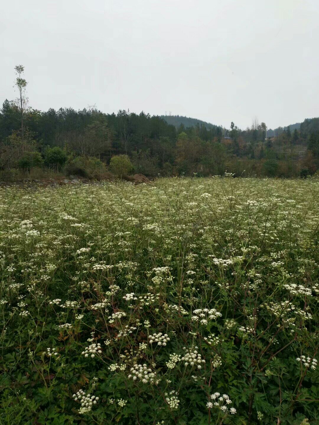 [前胡批发]湖北恩施恩施市前胡 5.00元/斤白花前胡 _ 一亩田