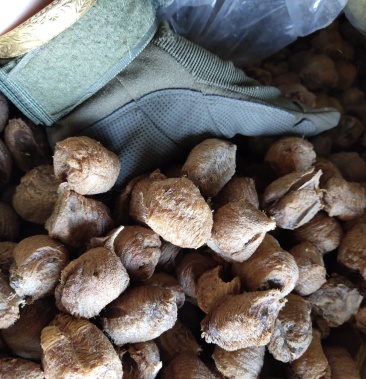 桑螵蛸,干度好 颜色好,,新货