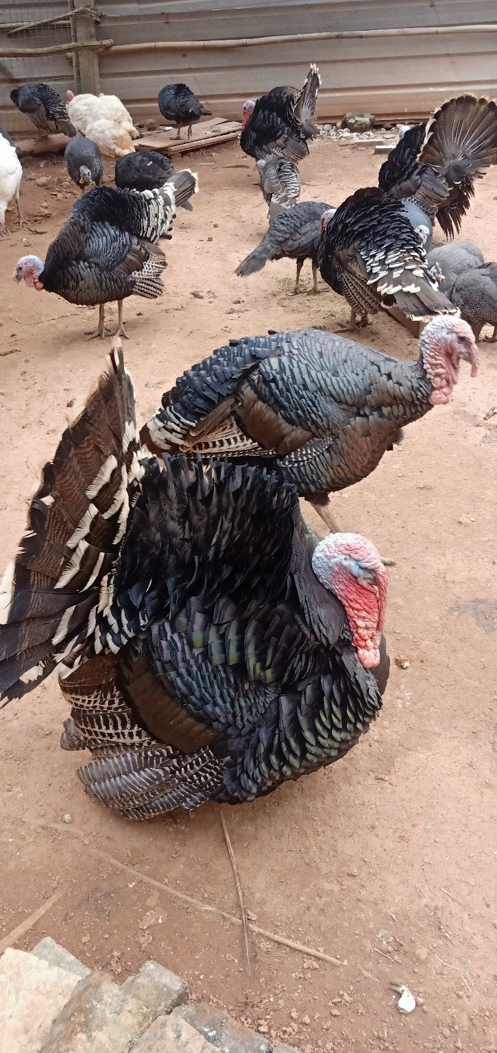 火鸡受精种蛋 青铜贝蒂娜尼古拉火鸡种蛋混装发货包邮