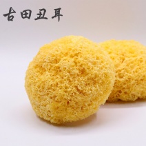 250g丑耳古田特产银耳白木耳黄金耳【一件代发】