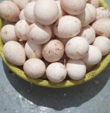 火鸡蛋受精蛋可孵化蛋食用蛋营养蛋青铜贝蒂娜品种混发