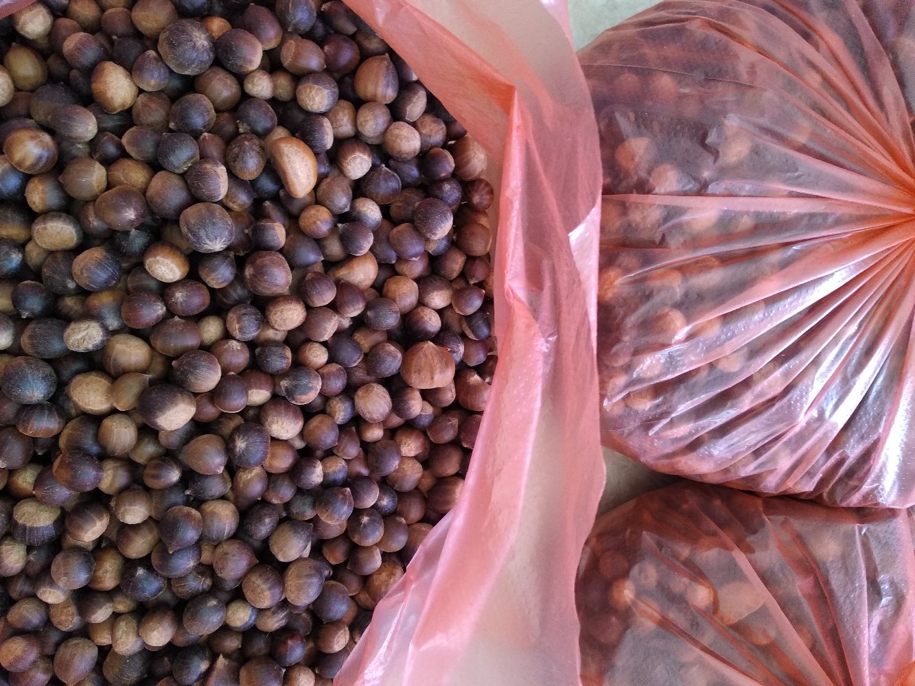 东溪锥栗电商打包现场