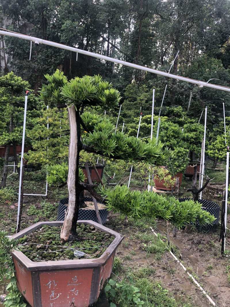 [罗汉松盆景批发]广东广州番禺区罗汉松盆景 3000.00元/棵 _ 一亩田