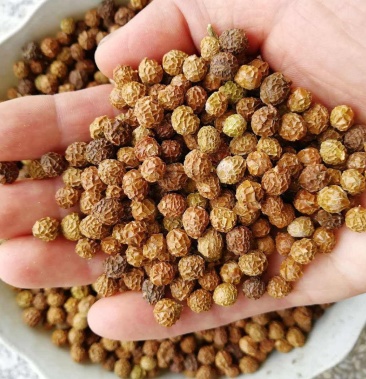 法桐种子,颗粒饱满,发芽率95%