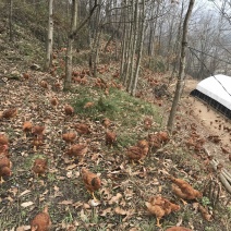 林下散养土鸡、走地鸡草鸡、肉质鲜美。4斤